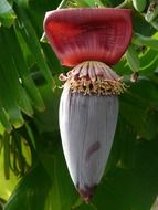 banana red flower