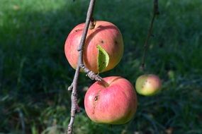 Red healthy apples on a branch close-up