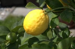 lemon citrus fruit