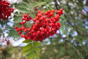 bunches of red berries on a tree close-up on a blurred background