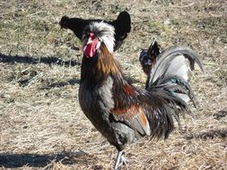 hens on a farm on a sunny day