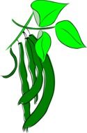 drawing of a leguminous plant