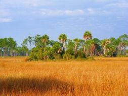 panorama of the golden prairie