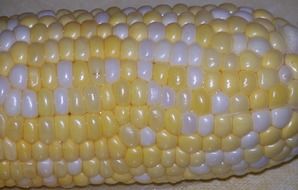 Yellow and white corn in summer