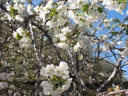 blossom fruit tree spring scene
