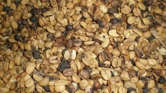 unroasted coffee beans