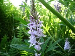Wild orchides in summer