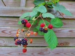 blackberries on branch over wooden wall