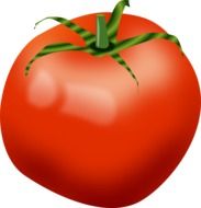 graphic image of shiny red tomato