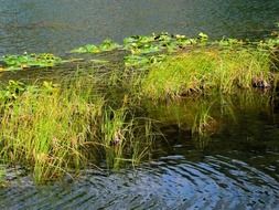 green grass grows in a pond