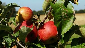 three apples on a branch