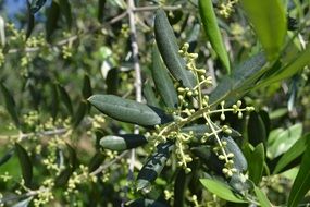 olive flowers, tuscany