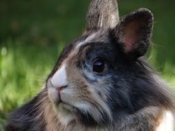 Dwarf rabbit on the grass