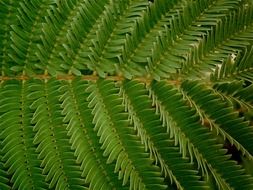 fern leaf texture