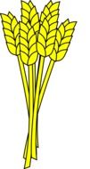 yellow ears of corn as an illustration