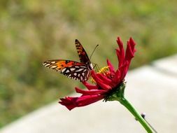 butterfly on a red flower close-up on a blurred background