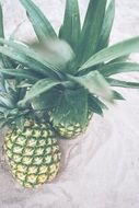 pineapples on white table