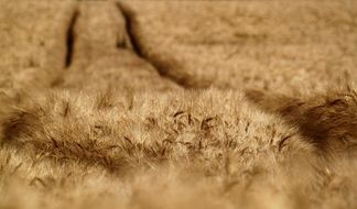 summer cornfield field