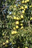 pears on the tree outdoors