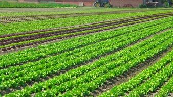 plantation of the green salad