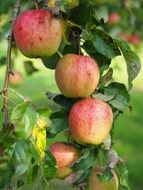 healthy vitamins apple tree fruit red frisch