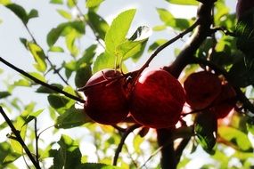 apples on a tree