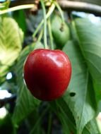 cherry sweet delicious red fruit