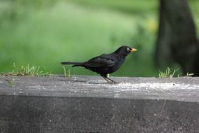 hungry blackbird feeding in park close-up on blurred background