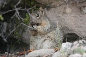 squirrel eating in a city park