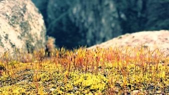 red moss rock