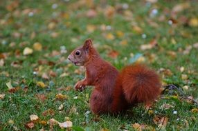 red squirrel in autumn