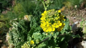 cauliflower, blooming plant