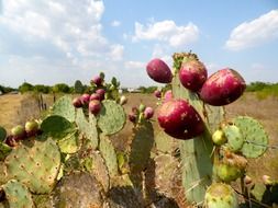 prickly pear cactus apples