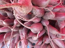Healthy radishes in a pile