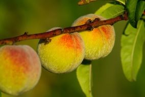 three peaches on a branch in the garden