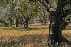 plantation of olive trees