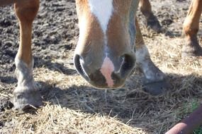 Horses in the country