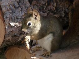 Colorful furry squirrel with acorn in the forest