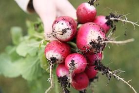 freshly picked radishes