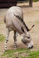 donkey mammal