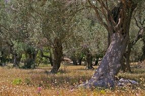 plantations of old olive trees