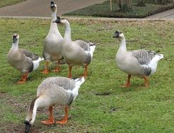 domestic geese