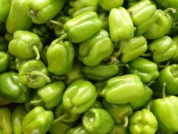 green pepper harvest