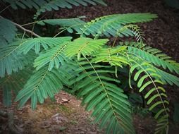 green fern leaves