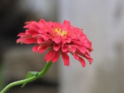 red garden flower on the stem