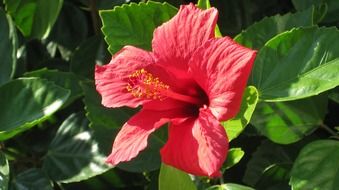 red hibiscus flower among green leaves