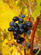 blue grapes fruit for wine