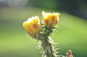 fresh and beautiful cactus, arizona