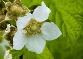 thimbleberry, blooming plant with green fruits