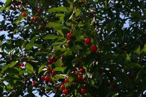 ipe cherry on the tree